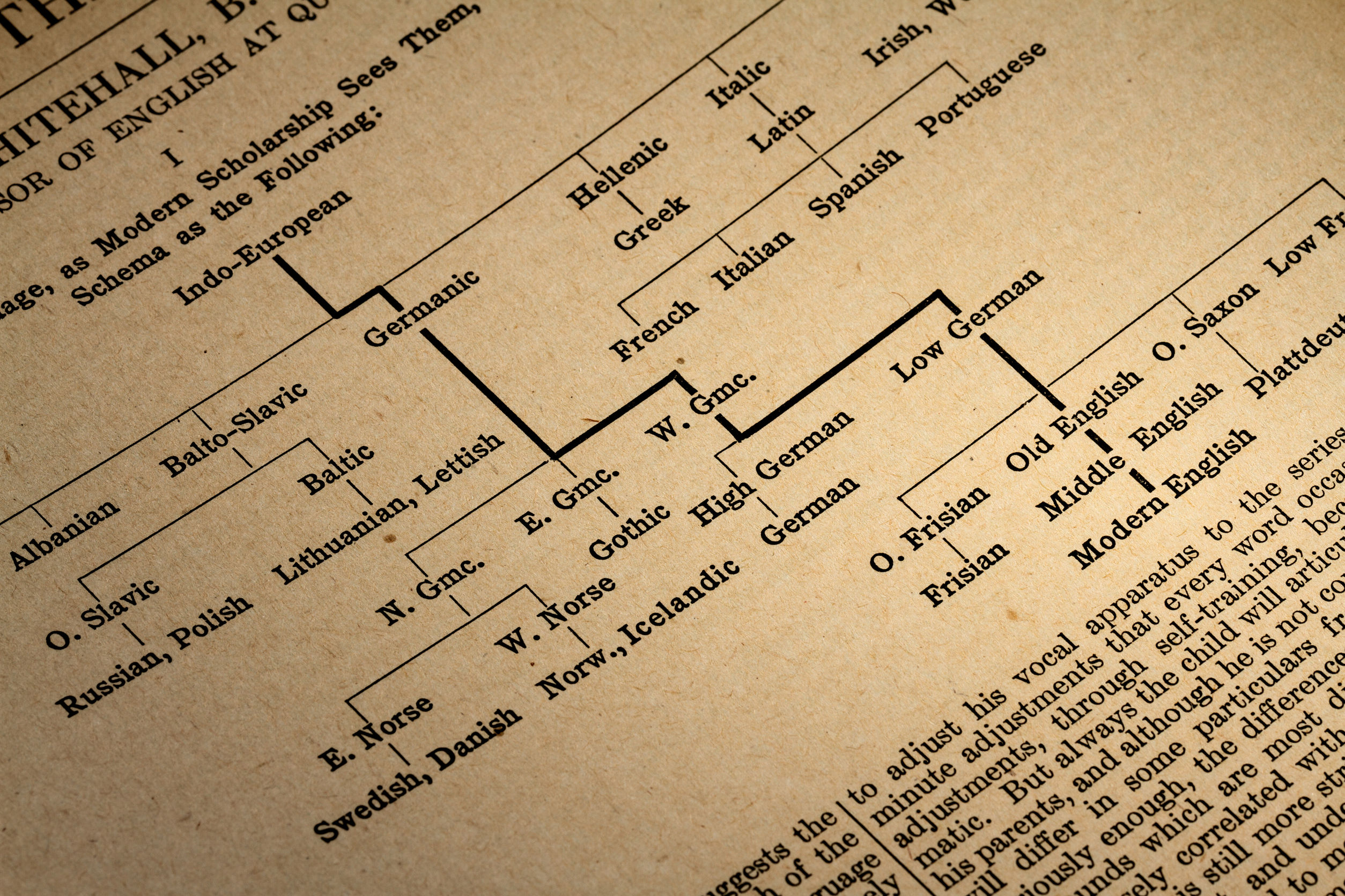 Foto del árbol de lenguas provinientes del indoeuropeo
